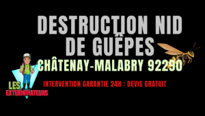 Nid de guêpes Châtenay-Malabry