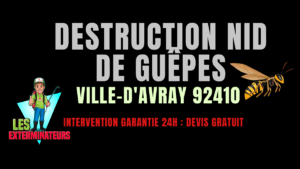 Nid de guêpes Ville-d'Avray
