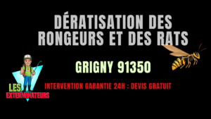 Dératisation des rongeurs et des rats Grigny