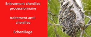 chenille processionnaire Hauts de Seine