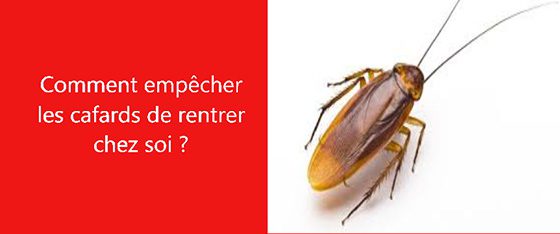 Comment éviter une infestation de cafards chez soi ?