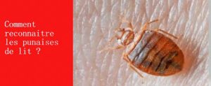 comment reconnaitre les punaises de lits les exterminateurs