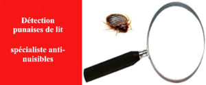 detection punaise de lit Paris les exterminateurs 1 1
