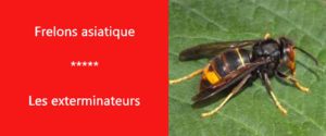 frelon asiatique Hauts de Seine