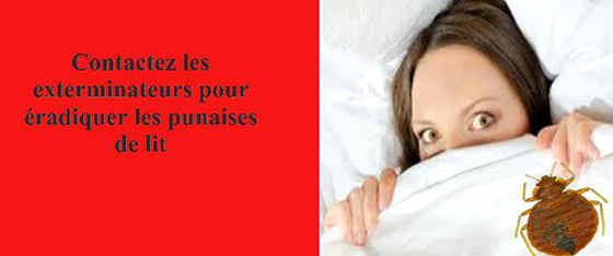 les exterminateurs entreprise anti punaise de lit Paris