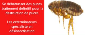 puce de lit Paris