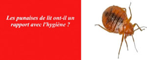 punaise de lit hygiene les exterminateurs
