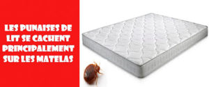 punaise de lit matelas les exterminateurs 1 1