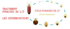 traitement punaise de lit les exterminateurs Essonne