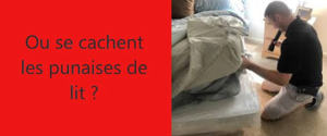 ou se cache les punaises de lit