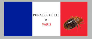 punaise de lit à paris