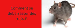 comment se débarrasser des rats