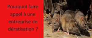 faire appel à une dératisation