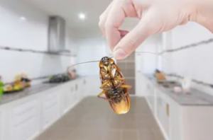 comment se débarrasser des cafards dans la cuisine les exterminateurs