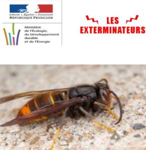 entreprise nid de frelons asiatique