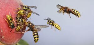 nid de guepes