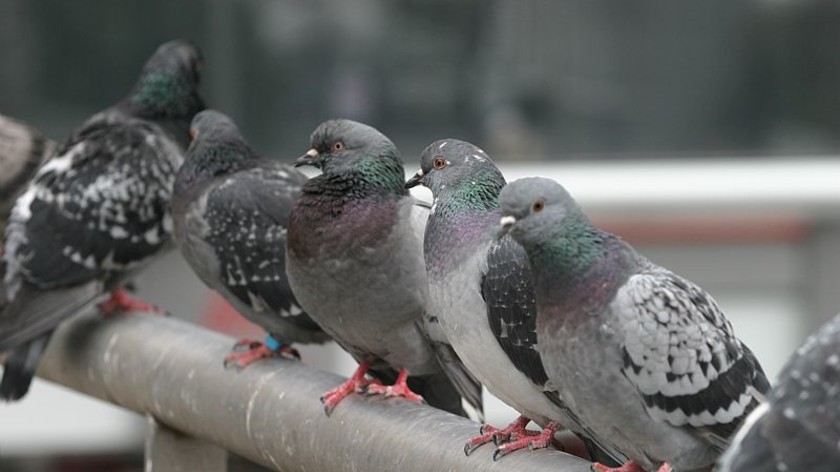 Pigeons Paris