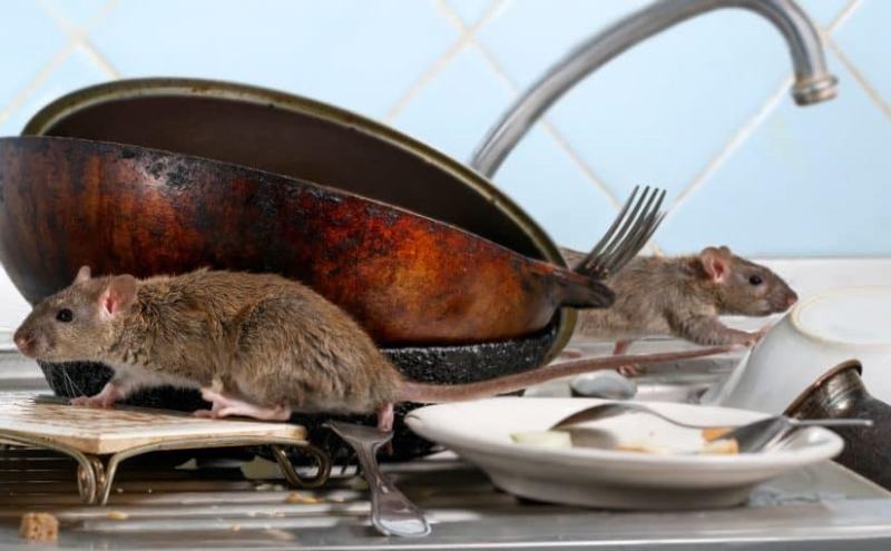 Combien De Rat Par Habitant A Paris Dératisation: Qui Prend en Charge les Frais ? Locataire ou propriétaire?