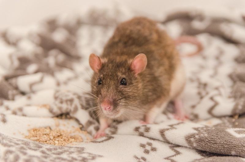 Combien De Rat Par Habitant A Paris Conseils Élimination des Nuisibles : le Blog des Exterminateurs