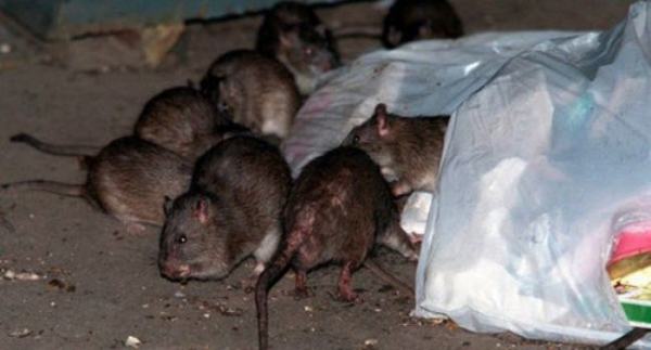 Comment se débarrasser des rats ? Société de Dératisation Paris IDF