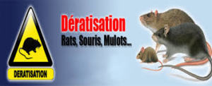 deratisation rats
