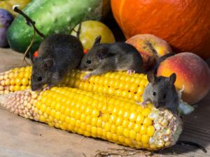 entreprise souris paris
