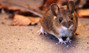 souris