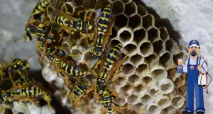 entreprise nid de guepes