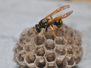 entreprise nid de guepes