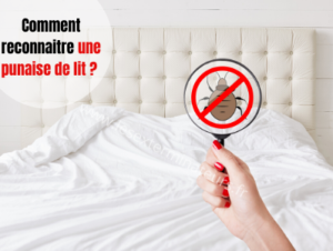 Copie de Deratisation essonne 5