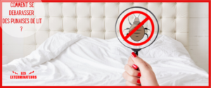 comment se debarasser des punaises de lit   1