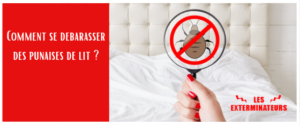 comment se debarasser des punaises de lit   3