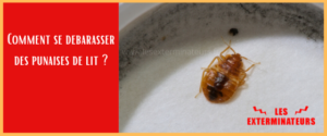 comment se debarasser des punaises de lit   6
