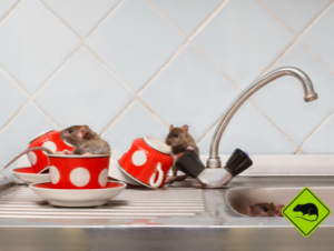 deratiseur rats 75 2