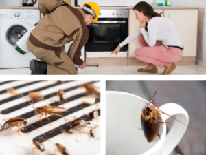 desinsectisation cafards palaiseau