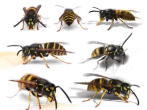 entreprise nids de guepes palaiseau