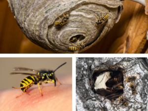 nid de guepes palaiseau