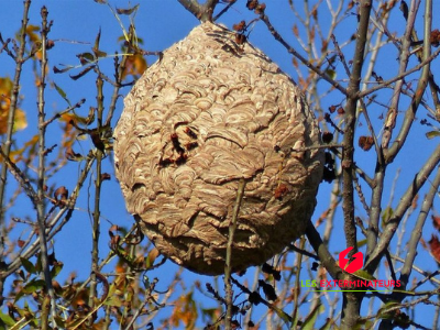 nid de guepes abres