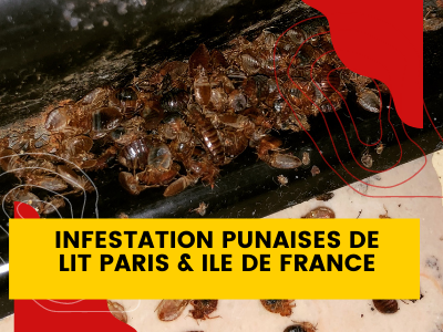 Infestation punaises de lit Paris et ile de France
