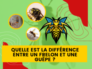 Quelle est la difference entre un frelon et une guepe