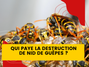 Qui paye la destruction de nid de guepes