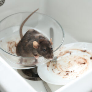 infection de rat deratisation