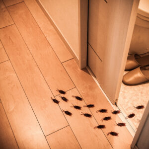invasion de cafards