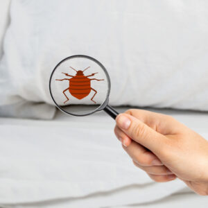 invasion de punaises de lit