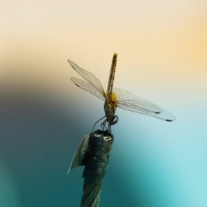 astuces conseils insectes volants