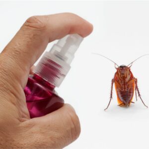 prevenir et eliminer les cafards