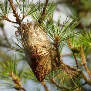 proteger sa maison contre les chenilles processionnaires