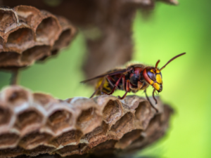 detruire nids de guepes et frelons