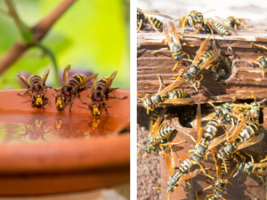 se debarrasser nid de guepes et frelons