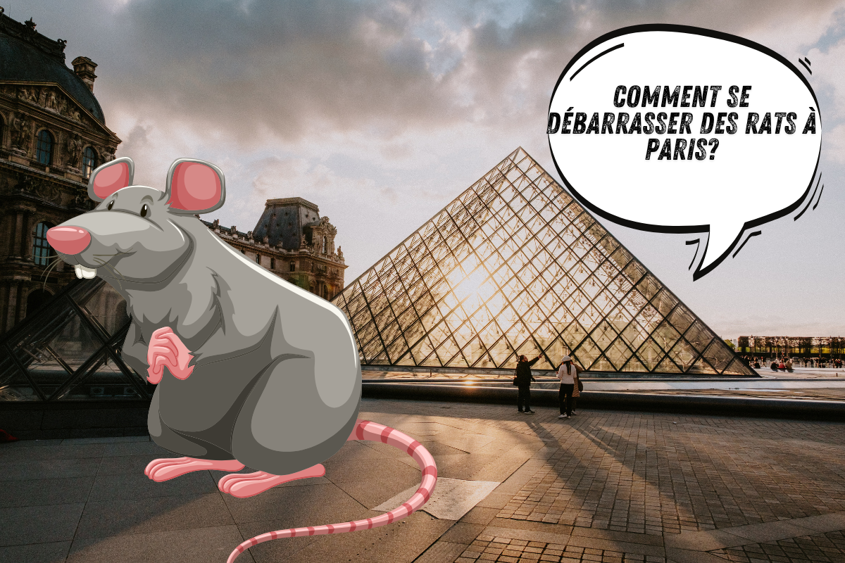 Entreprise deratisation Paris les exterminateurs